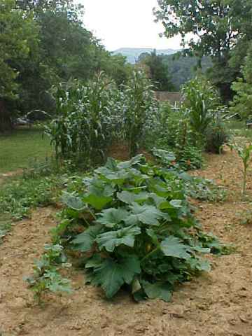 Victory Garden 2.jpg