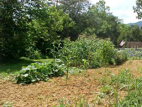 Victory Garden 1.jpg