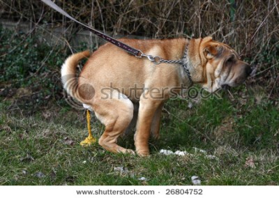 stock-photo-sharpei-dog-doing-his-ablutions-in-park-26804752[1].jpg