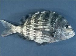 Sheepshead.jpg
