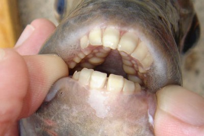 sheepsheadteeth.jpg
