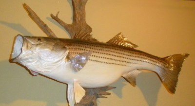 SANY0036.JPG