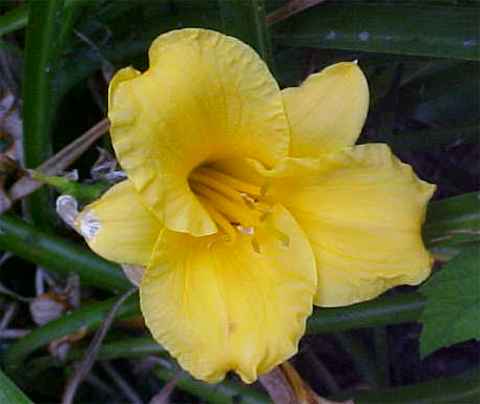 Stella Day Lily.jpg