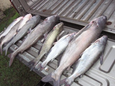 8 Santee Catfish -afternoon catch-.JPG