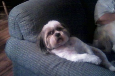 Gus on sofa b.jpg