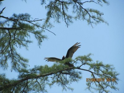 Mr. Buzzard.jpg