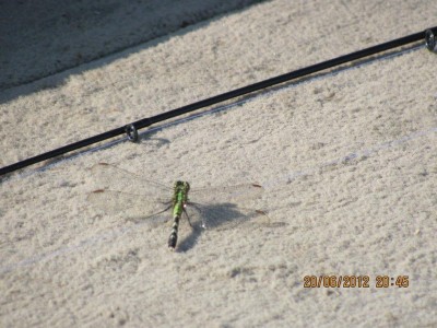 Mr. Dragonfly.jpg