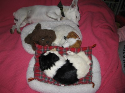 4Puppies3.jpg