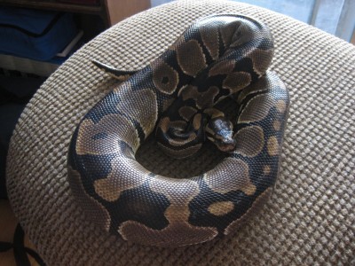 Zeke_BallPython.JPG