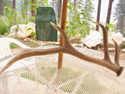 6x elk antler.jpg