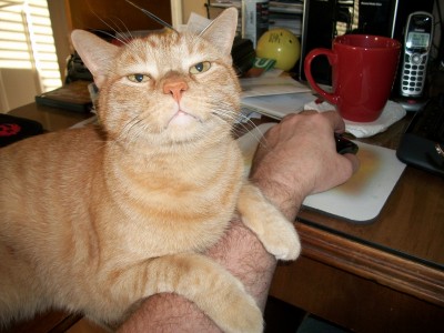 Milo on Mike's arm - Aug 2012.jpg