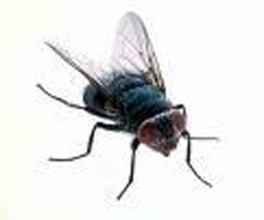 fly 2 .jpg