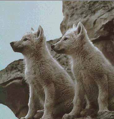 baby-wolf2.jpg