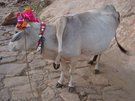 5 LEGGED COW.jpg