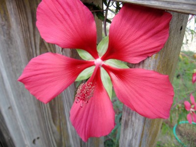 Hibiscus.JPG