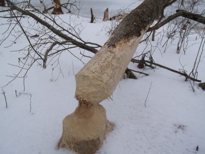 Big Beaver damage 001.jpg