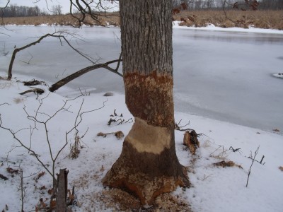 Big Beaver damage 002.jpg