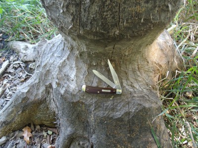 Rome woods 023.jpg