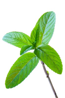 MINT.jpg