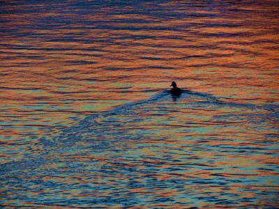 ducks05-3.jpg