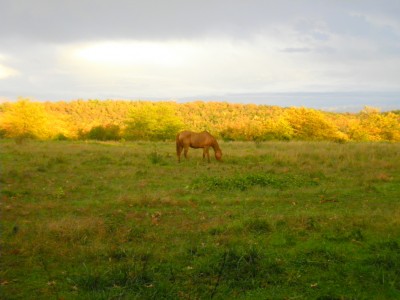 East Across the Back Forty.JPG