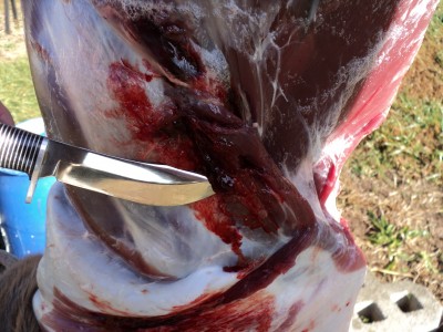 11-7-11 skinning buck - Wilson County (6).JPG