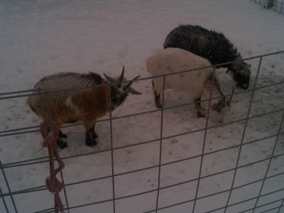 The goats.jpg