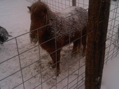 The Minature Horse.jpg