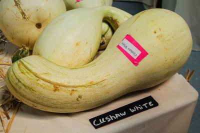 Cushaw White.jpg