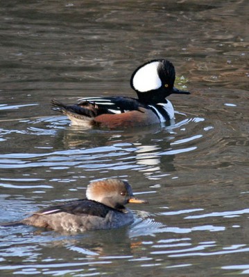 hooded merganser pair.jpg