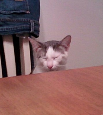 Linnea's Cat Asleep.jpg