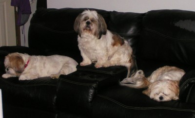Dogs 2-14-13 c.jpg