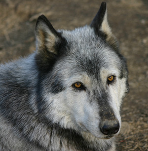 EL LOBO TODAY.jpg
