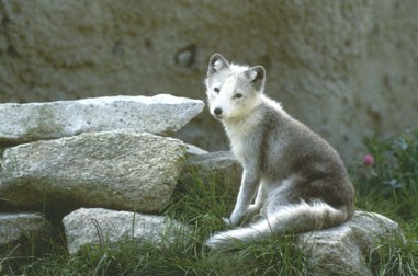 EL LOBO BABY PICTURE.jpg