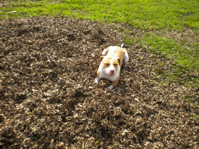 yard work 007.JPG