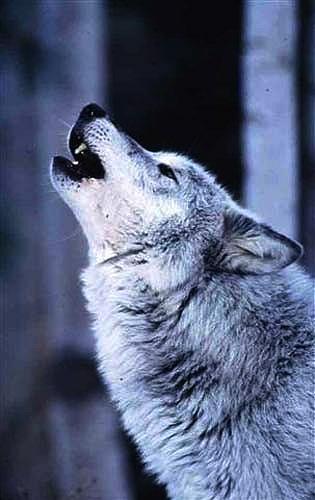 Howling Wolf(e).jpg