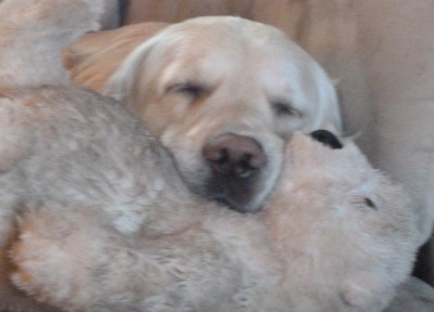 lazydog.jpg