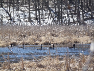 Returning Geese,  Bark River, Rome WI 001.jpg