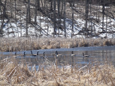 Returning Geese,  Bark River, Rome WI 002.jpg