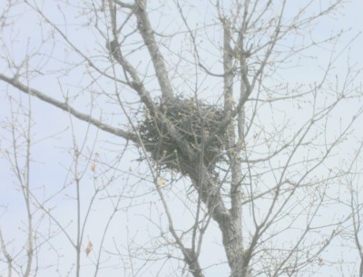 Eagles Nest 002.jpg