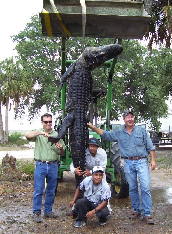 Gator1.jpg