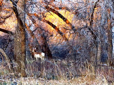Youngster at daybreak