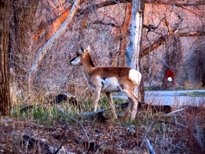She(?) is right by the trail, you can see the red trail marker