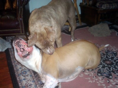 Tank's business end lol