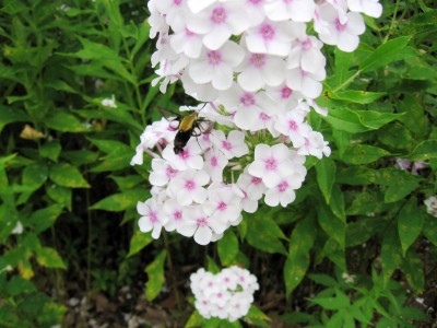 Bumble Bee on Phlox.JPG