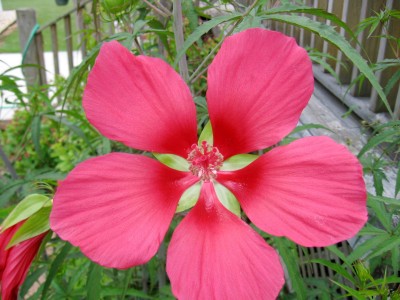 HIBISCUS.JPG