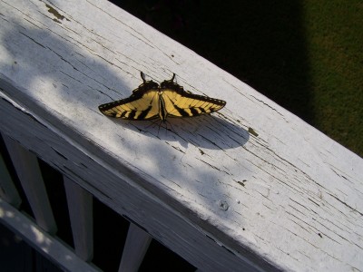 Monarch Butterfly 009.JPG