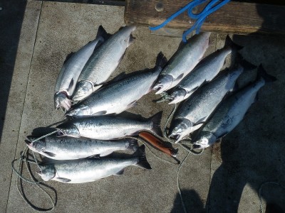 10 Coho and Griz for scale.JPG