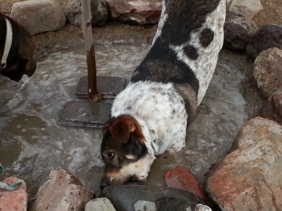 The dogs enjoying themselves in the mud.jpg