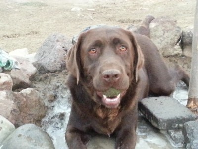 Nikki cooling off.jpg